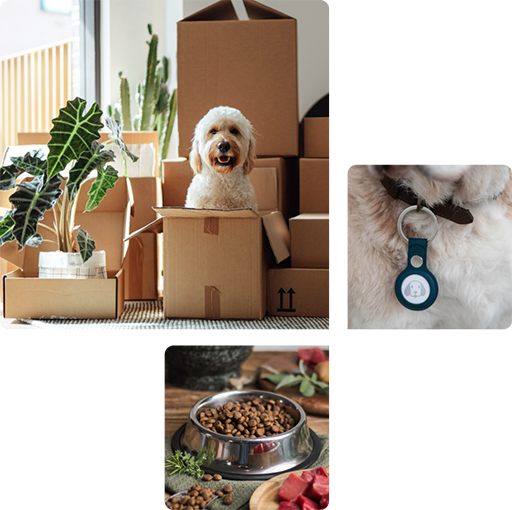 collage of pets